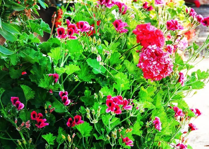 Apartamento Synodinos Lixouri