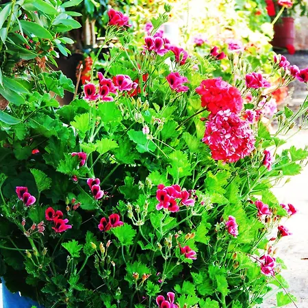 Апартаменты Synodinos Ликсури